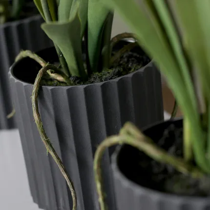 orchidée  pot fourni