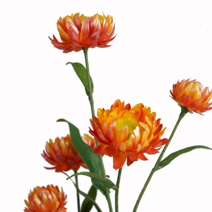 IMMORTELE à bractée artificielle ou XEROCHRYSUM artificiel 70 cm orange - détail fleurs