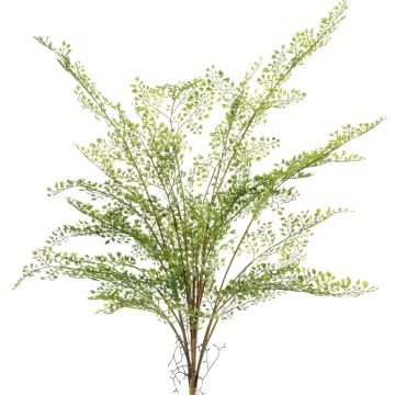 FOUGERE CAPILLAIRE artificielle ou Adianthum 75 cm - plan rapproché