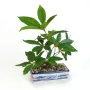 BONSAI pachira artificiel  40 cm