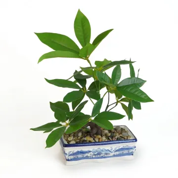 BONSAI pachira artificiel  40 cm