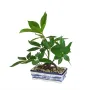 BONSAI pachira artificiel  40 cm - de dos