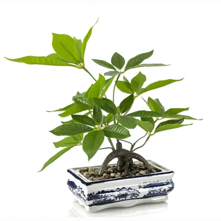 BONSAI pachira artificiel  40 cm - de profil