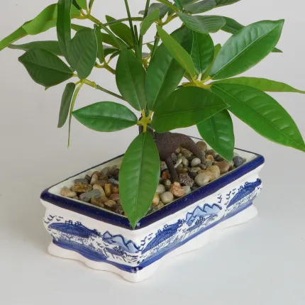 BONSAI pachira artificiel  40 cm - contenant de profil