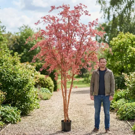 ERABLE artificiel plast (Aralia) 270 cm