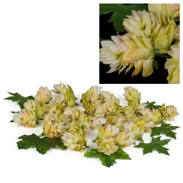 boite 29 fleurs ou cône de houblon