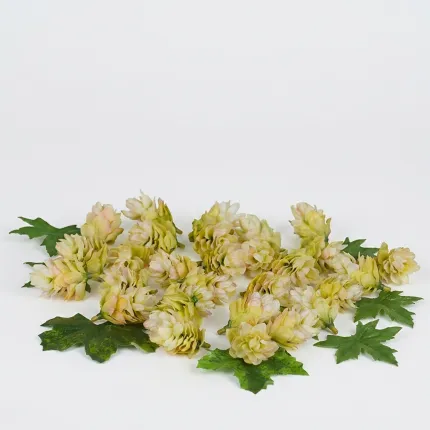 boite 29 fleurs ou cône de houblon