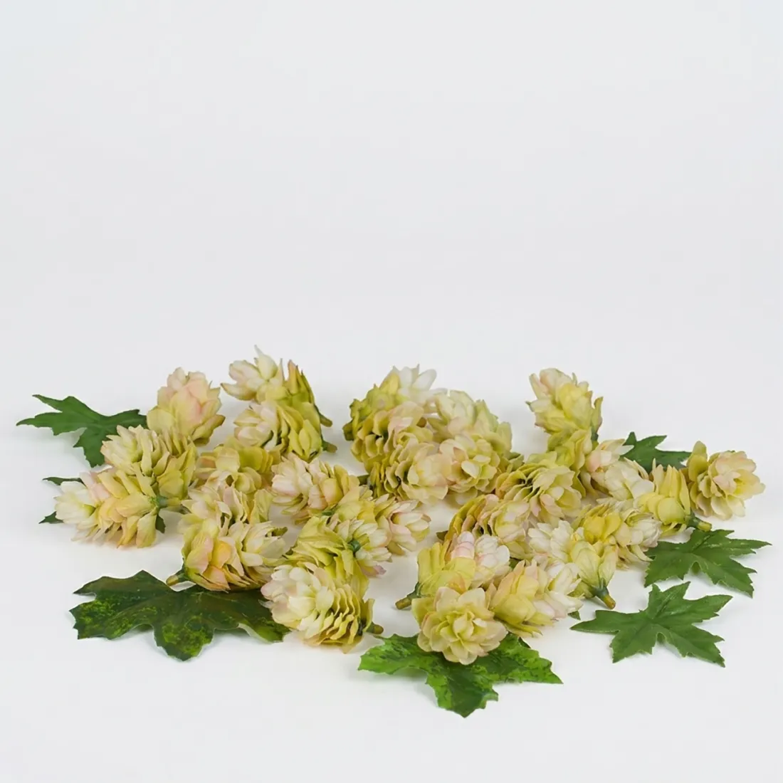 boite 29 fleurs ou cône de houblon