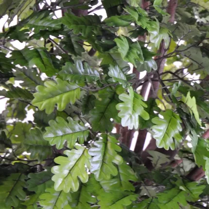 feuille CHENE artificiel