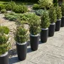 BUIS artificiel buisson conique 100 cm dans pot meti dans un jardin