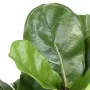 LYRATA artificiel (figuier)  44 cm anti feu - feuilles