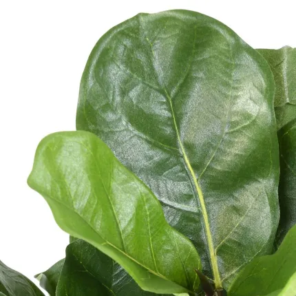 LYRATA artificiel (figuier)  44 cm anti feu - feuilles