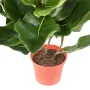 LYRATA artificiel (figuier)  44 cm anti feu - pot fourni