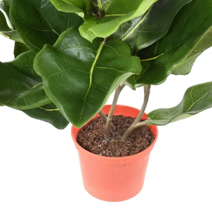 LYRATA artificiel (figuier)  44 cm anti feu - pot fourni