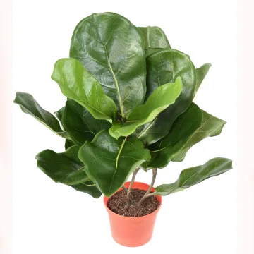LYRATA artificiel (figuier)  44 cm anti feu