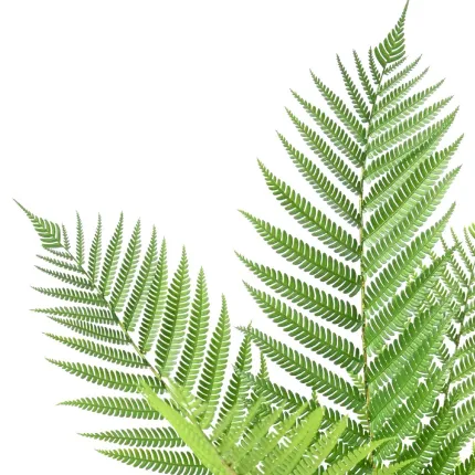 FOUGERE ALSOPHILA artificielle plast en pot 55 cm - feuillage