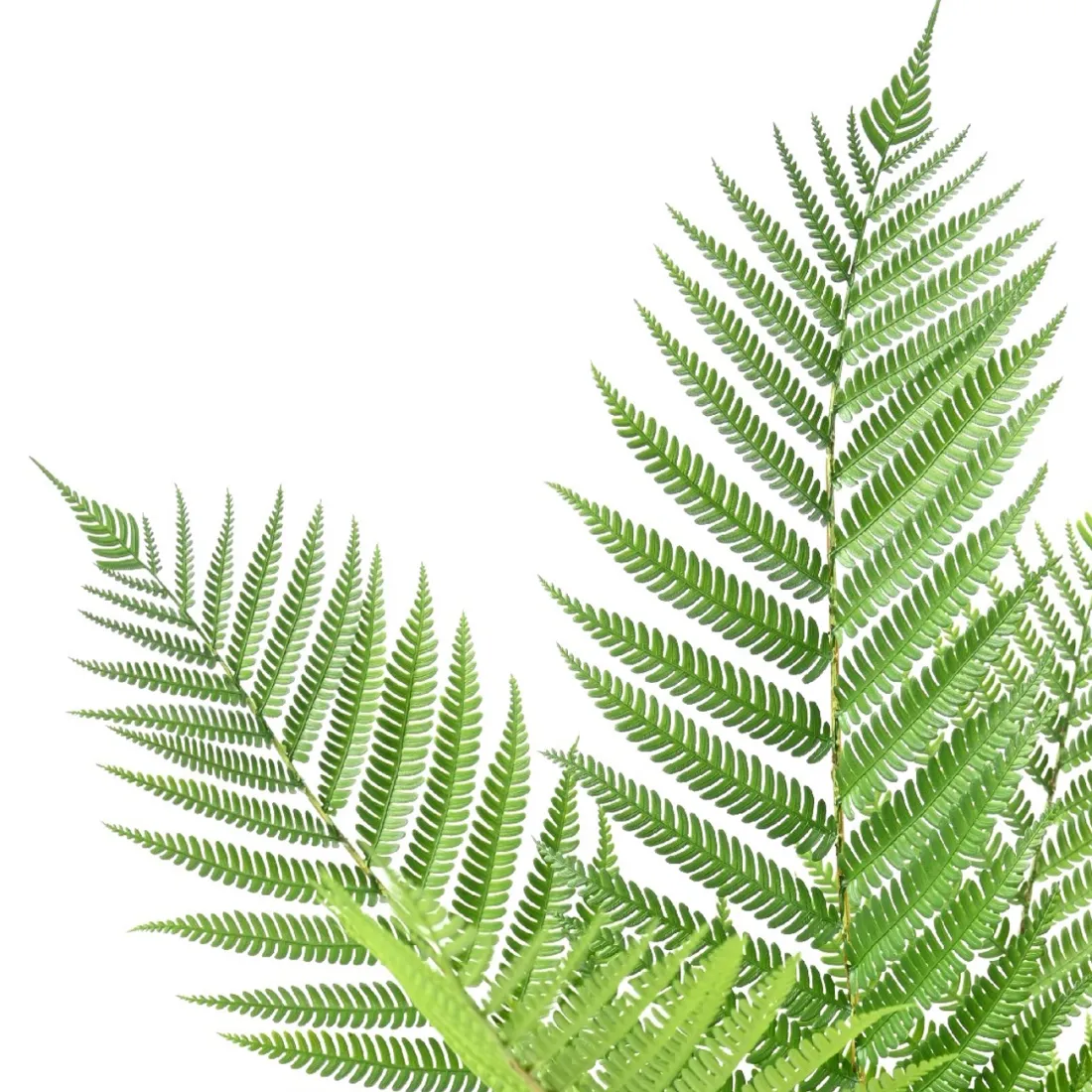 FOUGERE ALSOPHILA artificielle plast en pot 55 cm - feuillage