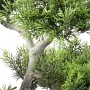 BONSAI artificiel CONIFERE 40 cm - feuilles et tronc