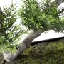 BONSAI artificiel CONIFERE 40 cm surfaçage