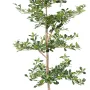 BUCIDA Buceras artificiel 230 cm