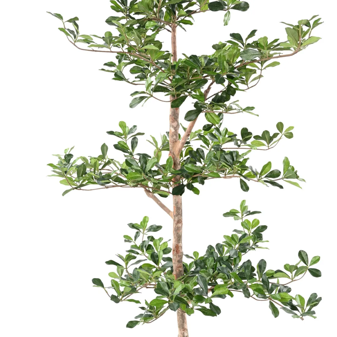 BUCIDA Buceras artificiel 230 cm