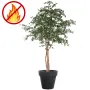 BUCIDA artificiel 300 cm  ANTI FEU dans un pot