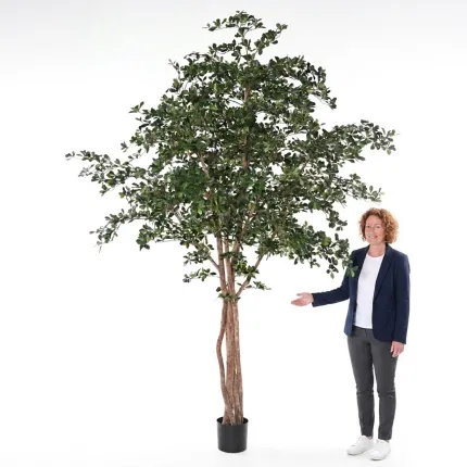 BUCIDA artificiel 300 cm  ANTI FEU