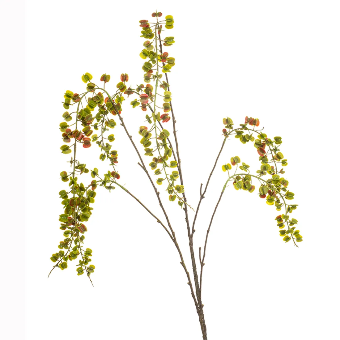 branche Igname du japon ou Dioscorea japonica 110 cm vert
