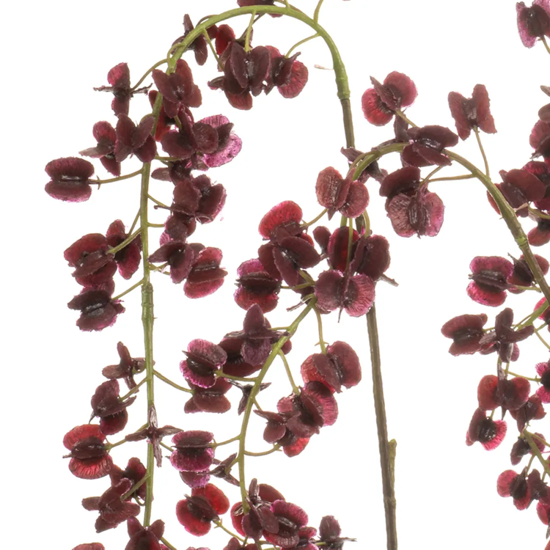 branche Igname du japon ou Dioscorea japonica 110 cm burgundy - détails