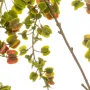 branche Igname du japon ou Dioscorea japonica 110 cm vert - détails branche