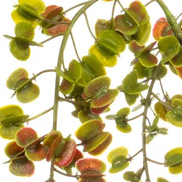 branche Igname du japon ou Dioscorea japonica 110 cm vert - détails