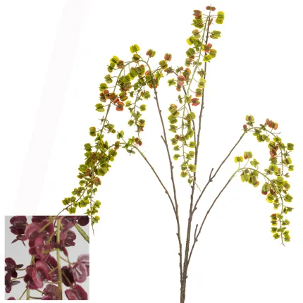 branche Igname du japon ou Dioscorea japonica 110 cm