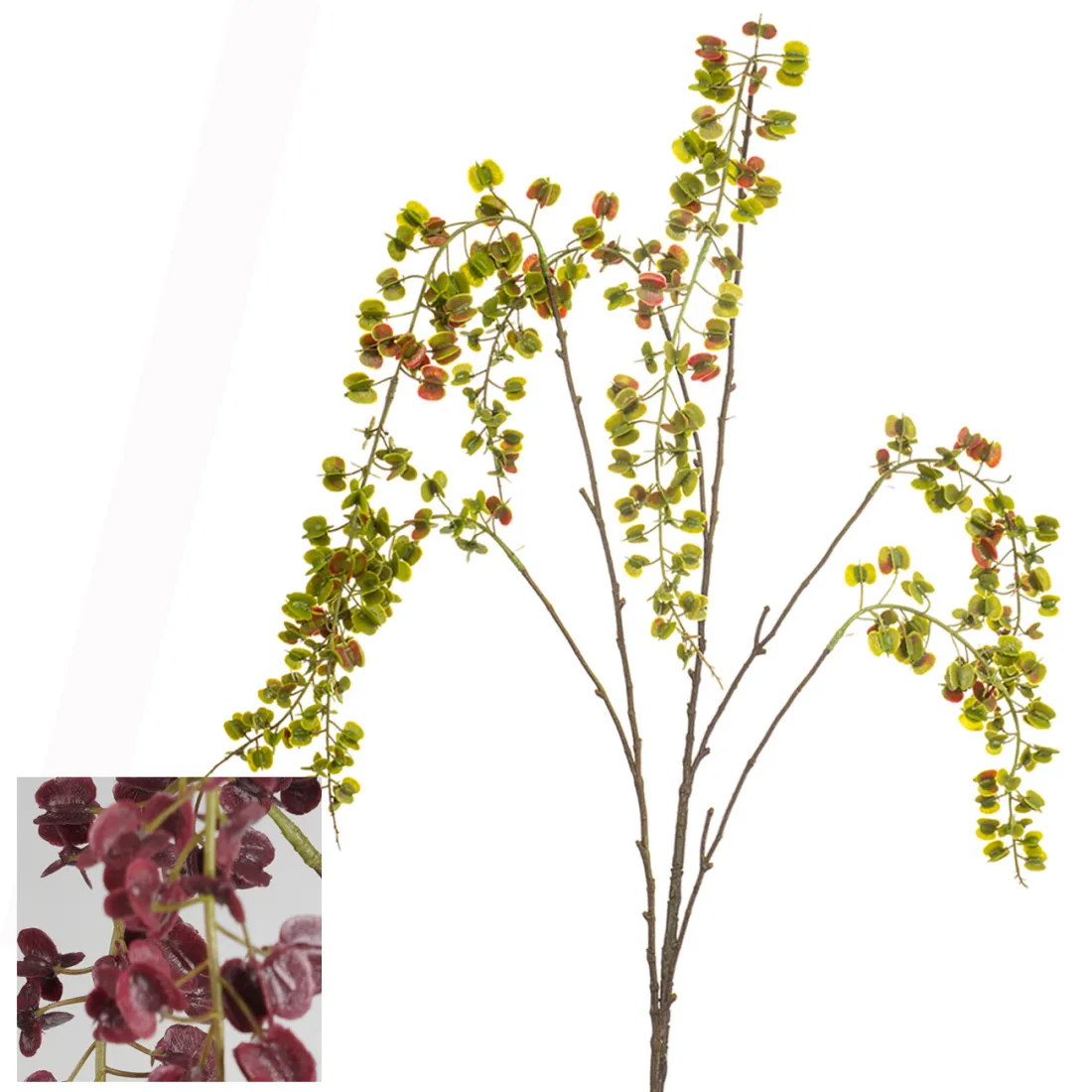 branche Igname du japon ou Dioscorea japonica 110 cm