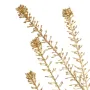 Lepidium artificiel SPRAY 80 cm or  - détails