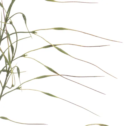 Graminée Stipa artificielle 110 cm