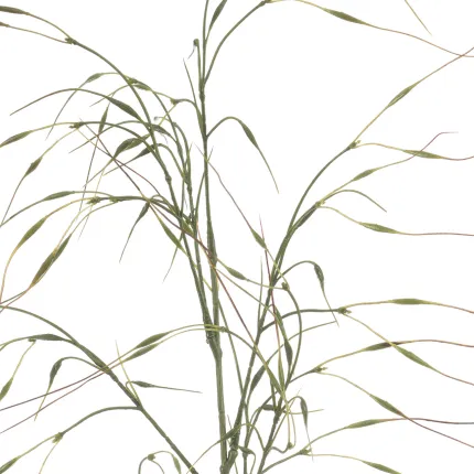 Graminée Stipa artificielle 110 cm