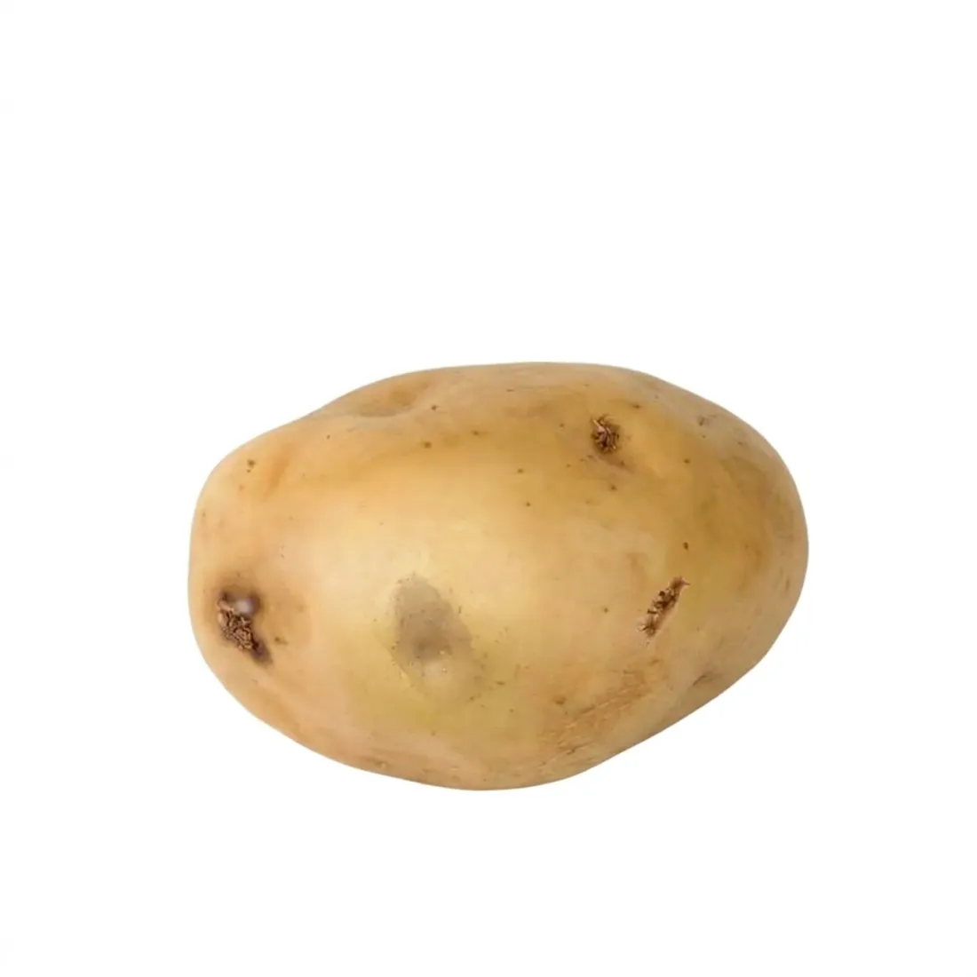 POMME DE TERRE artificielle 10 x 5 cm