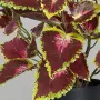 Coléus artificiel 35 cm aubergine détails feuilles