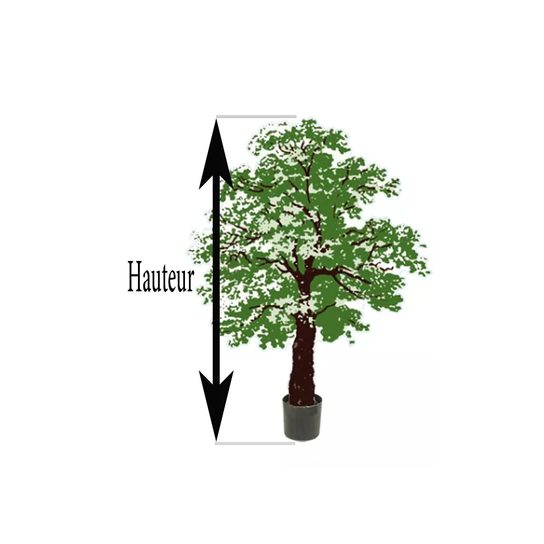 hauteur totale