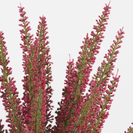 bruyère en pot déco 35 cm - détails fleurs et branches