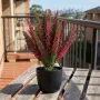 bruyère en pot déco 35 cm sur une table en extérieur