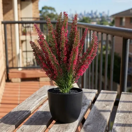 bruyère en pot déco 35 cm sur une table en extérieur