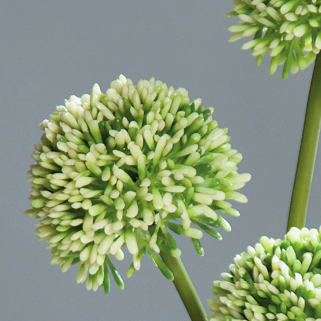 ALLIUM artificiel 44 cm set de 3 crème - fleurs en détails