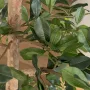 BUCIDA Buceras artificiel 230 cm
