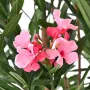 Laurier rose artificiel en fleurs 140 cm- fleurs