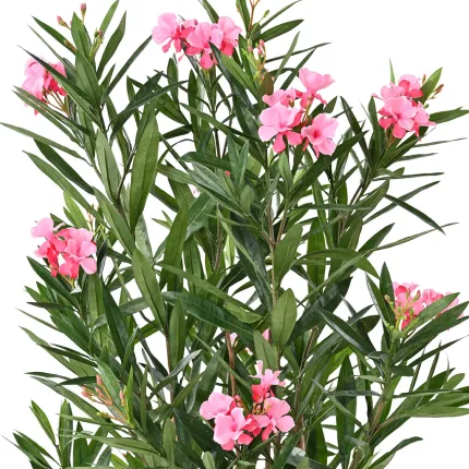 Laurier rose artificiel en fleurs 140 cm- fleurs et feuillage