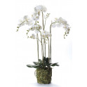 composition Phalaenopsis ORCHIDEE artificielle 130 cm