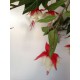 Fuchsia chute 40 cm