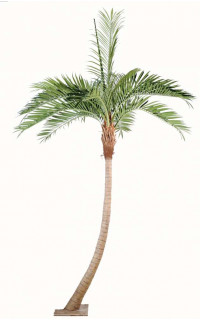 PALMIER artificiel Coconut courbe new 270 à 700 cm