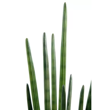 pointe SANSEVIERIA artificiel CYLINDRICA 90 cm